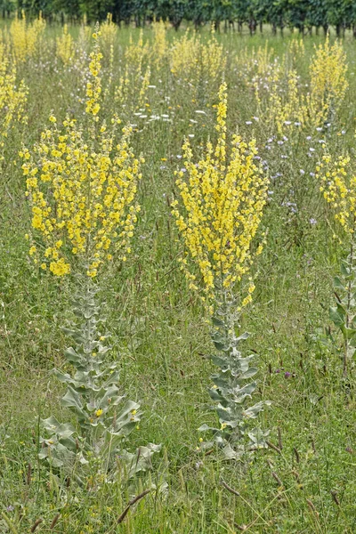 Verbascum Sinuatum Pflanzen Voller Blüte — Stockfoto