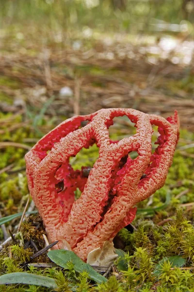 Espécimen Canasta Setas Stinkhorn Clathrus Ruber Phallaceae — Foto de Stock