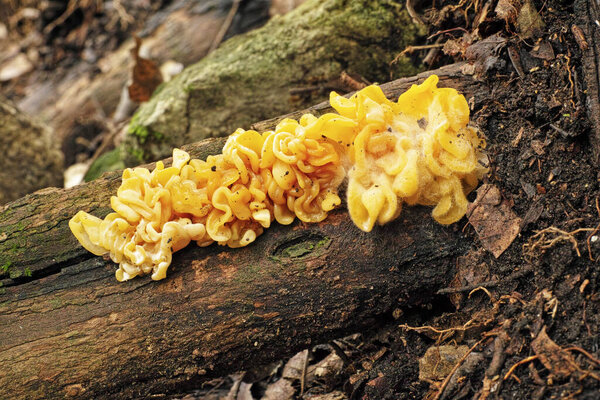 golden ear or yellow brain fungus