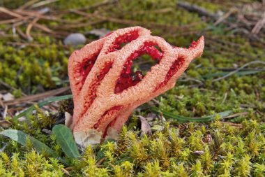 Mantar kırmızısı kafes, clathrus ruber, fallaceae