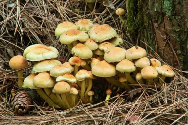 Mantarlar sülfür tomurcuğu, tire faşikülare, bazidiomycetes