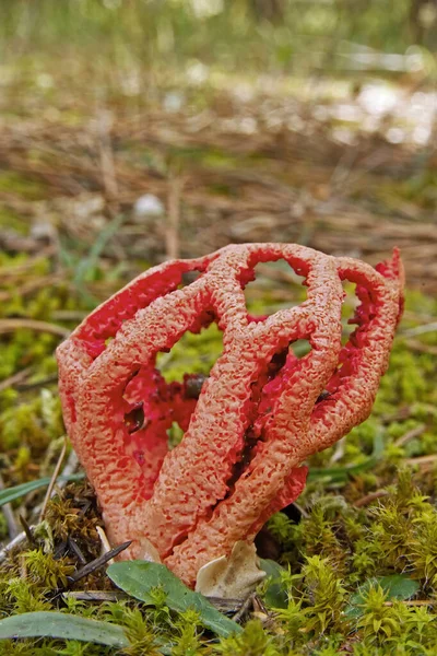 Exemplar Von Pilzkorb Stinkhorn Clathrus Ruber Phallaceae — Stockfoto