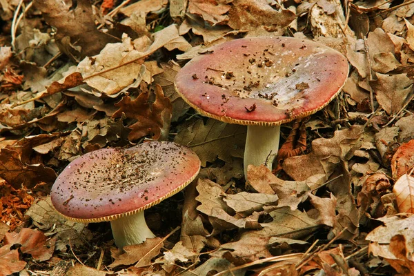 Mushrooms Russula Emetica Sickener Russulaceae — Stock Photo, Image