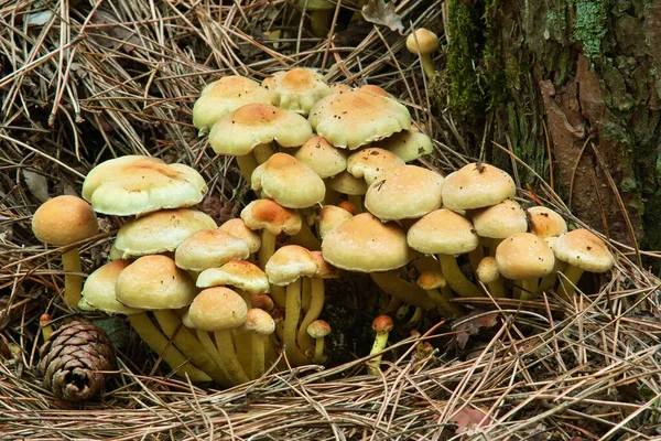Mushrooms Sulphur Tuft Hypholoma Fasciculare Basidiomycetes — Stock Photo, Image
