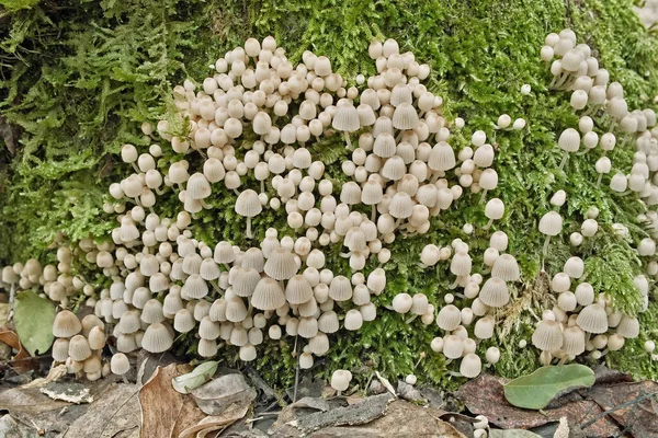 Много Образцов Грибов Mycena Hyemalis Mycenaceae — стоковое фото