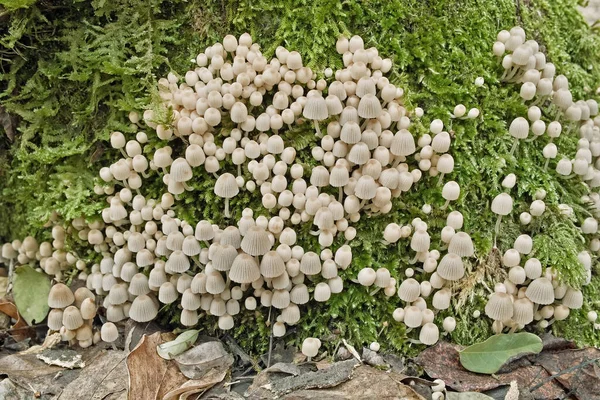 Många Exemplar Svampar Mycena Hyemalis Mycenaceae — Stockfoto