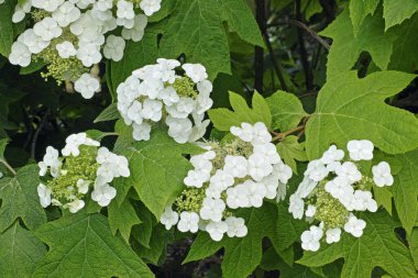  panicles in blooming and foliage of oakleaf hydrangea clipart