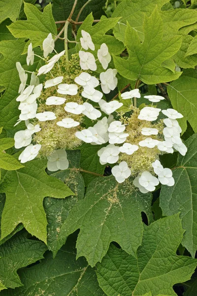 Especie Flor Blanca Tipo Hortensia Hoja Roble —  Fotos de Stock