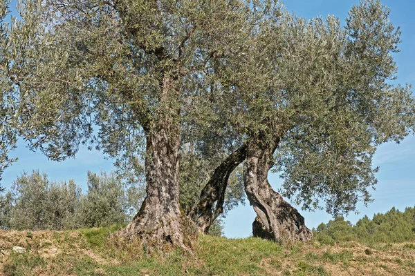 Starożytne Drzewa Oliwne Olea Europaea — Zdjęcie stockowe