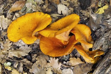 Omphalotus olearius örnekleri, jack o fener mantarı