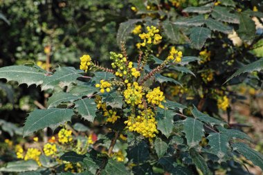 Oregon üzüm hayır kurumunun çiçek açan bitkisi, Mahonia x medya hayır kurumu.