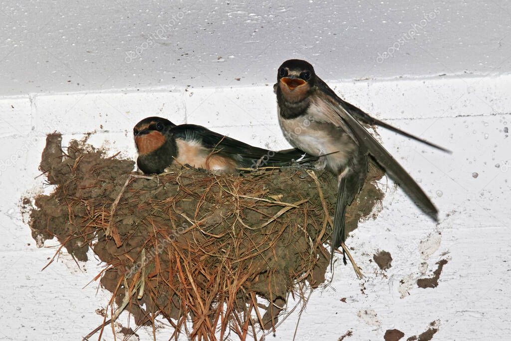 young swallows in their nest, hirundo rustica
