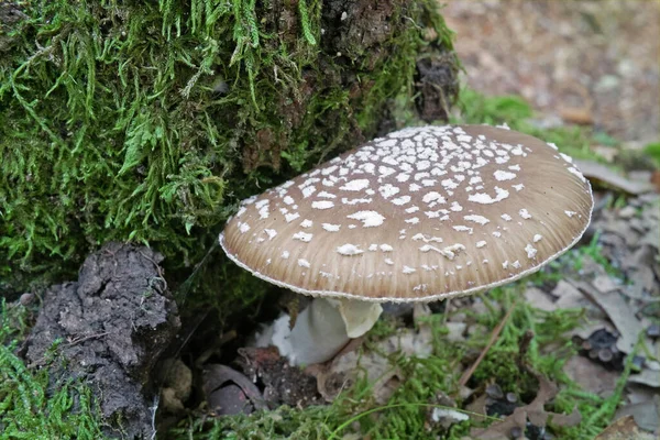 Specimen Mushroom Panther Cap False Blusher — Stock Photo, Image