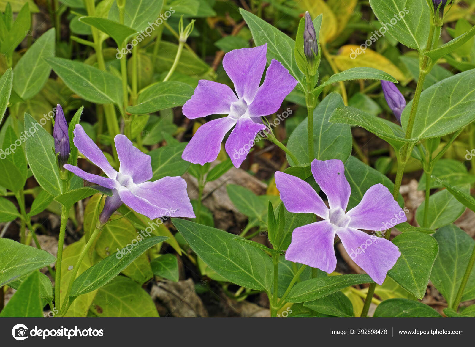 花冠植物的花和叶子 图库照片 C Flafab53