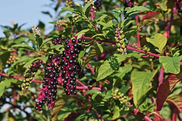 Yapraklar Çiçekler Olgunlaşmamış Amerikan Pokeweed Meyveleri Phytolacca Americana — Stok fotoğraf