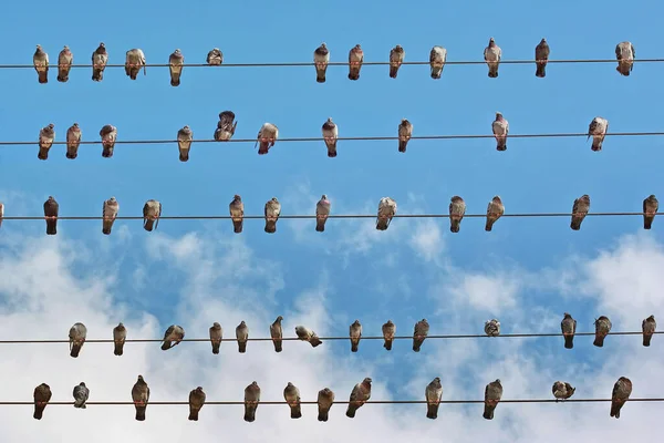 Nombreux Pigeons Placés Sur Les Fils Réseau Électrique — Photo