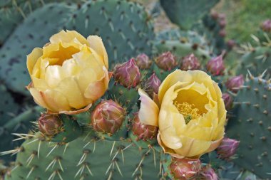 Çiçekler, tekerlek kaktüsü tomurcukları, opuntia robusta, cactaceae