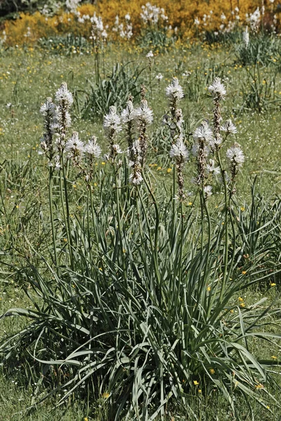 Plant Van Witte Asfalt Asphodelus Albus Asphodelaceae — Stockfoto