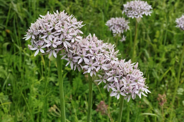 Drie Bloeiende Planten Van Zwarte Knoflook — Stockfoto