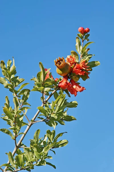 Tak Van Granaatappel Boom Met Bloemen Fruit — Stockfoto