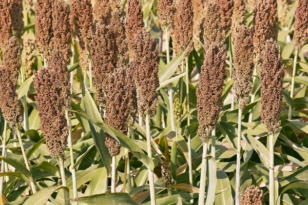 Sorghum Bitkileri Sorghum Vulgare Gramineae — Stok fotoğraf