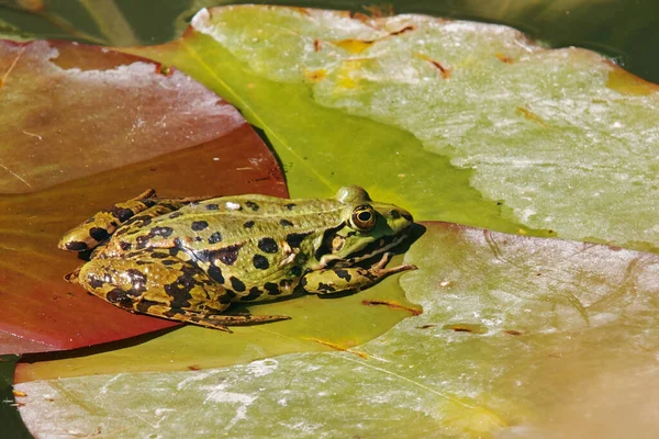 Grenouille Piscine Grenouille Européenne Commune — Photo