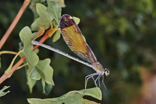 Hondjur Jungfrusländan Calopteryx Haemorrhoidalis Vilande Ett Löv — Stockfoto