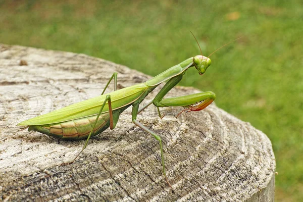 Πράσινο Ενήλικο Θηλυκό Του Ευρωπαϊκού Mantis — Φωτογραφία Αρχείου