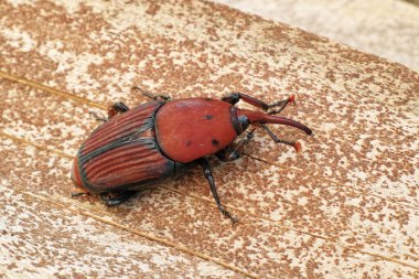 Rhynchophorus ferrugineus, kırmızı palmiye buğday biti, yetişkin örnek