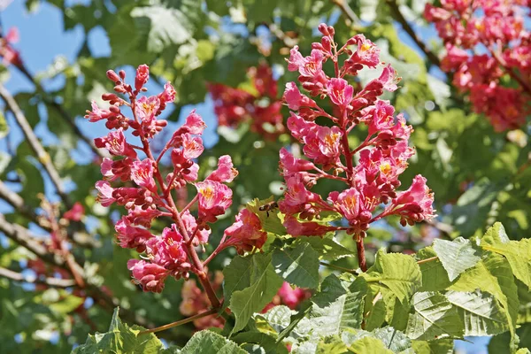Bloemen Van Rode Paardenkastanje Plant — Stockfoto