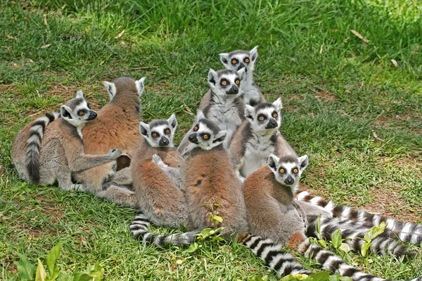 Gruppo Lemuri Dalla Coda Anello Lemure Catta — Foto Stock