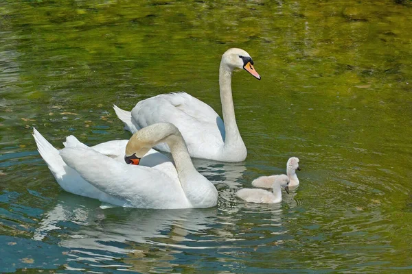 Par Cisnes Reales Con Sus Crías —  Fotos de Stock