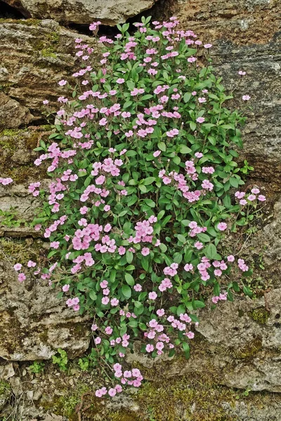 Planta Florescente Sabão Rocha Cresceu Uma Pedra — Fotografia de Stock