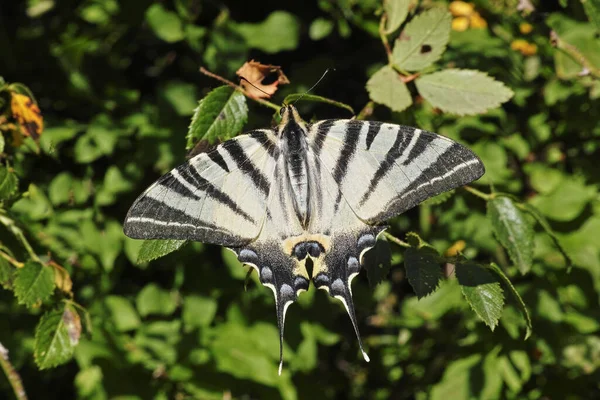 Espécimen Mariposa Cola Golondrina Sobre Arbusto Zarzamora — Foto de Stock