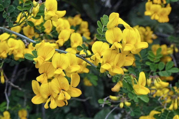 Ein Blühender Zweig Des Skorpion Senna — Stockfoto