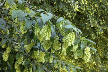 Avrupai hokus pokus, tohum başları ve yapraklar, Ostrya carpinifolia