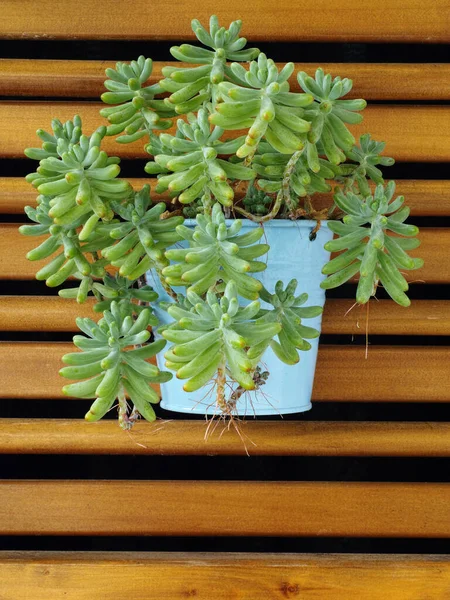 Succulent Beans Plant Sedum Pachyphyllum Hanging Jar Wood Grating — Stock Photo, Image