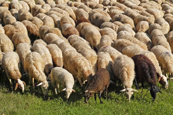 Tjock Fårflock Betesmark — Stockfoto