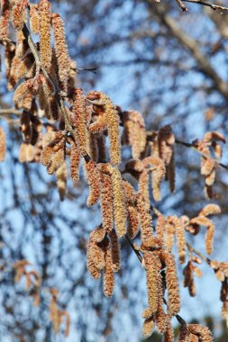 Gümüş kavak, populus alba, salicaceae dişi catkins