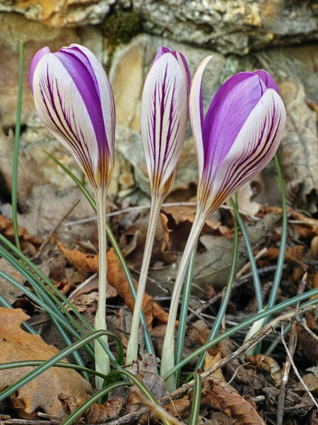 Crocus Biflorus Blooming Silvery Crocus — Stock Photo, Image