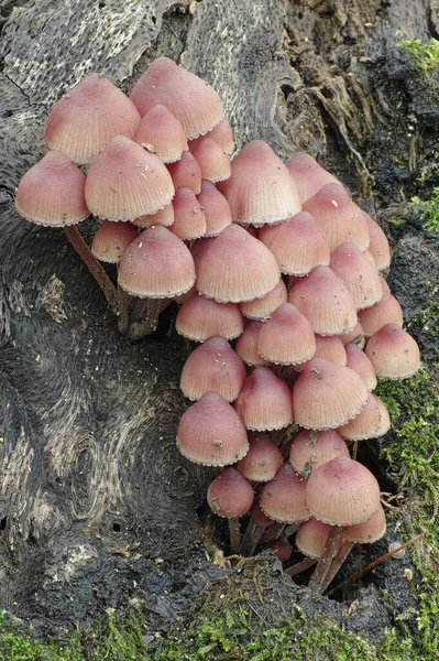 Group Small Mushrooms Old Trunk — Stock Photo, Image