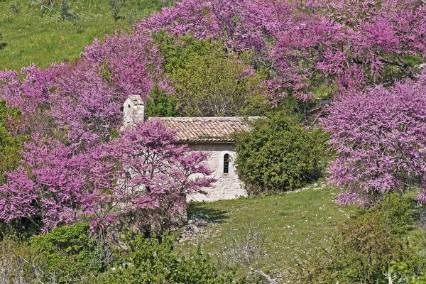 Kis Vidéki Templom Körül Siliquastro Fák Virágzik — Stock Fotó