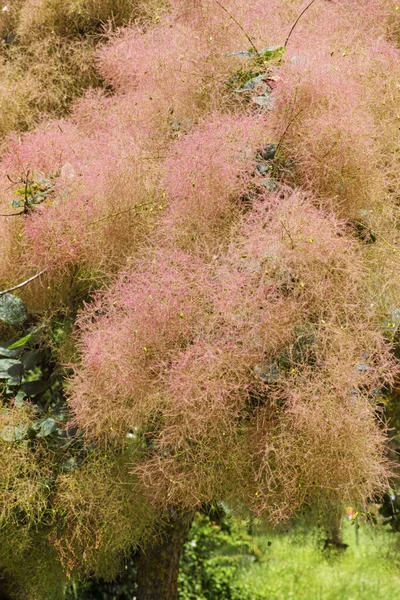 Detalle Las Inflorescencias Árbol Humo Plena Floración — Foto de Stock