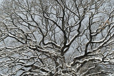 the tangle of the bare branches of an oak in winter  snow covered clipart