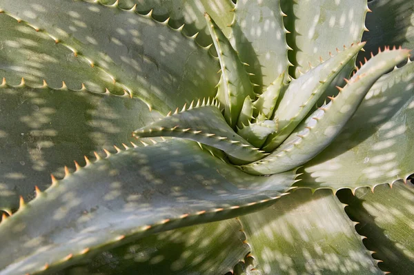 Close Aloe Soap Plant Aloe Saponaria Aloaceae — Stock Photo, Image