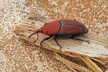 Kırmızı palmiye buğday biti, Rhynchophorus ferrugineus, yetişkin örnek