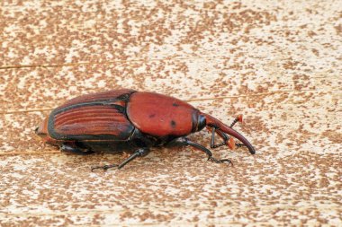 Asya palmiye buğday bitleri, Rhynchophorus ferrugineus, yetişkin örnek