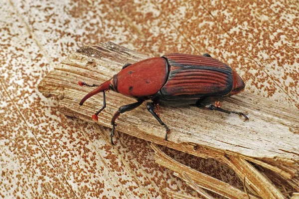 Gorgulho Palma Vermelha Rhynchophorus Ferrugineus Espécime Adulto — Fotografia de Stock