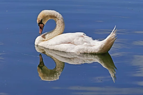 Stum Svan Återspeglas Vattnen Sjö — Stockfoto