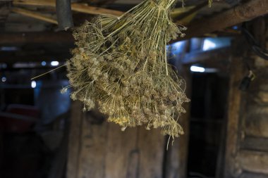 Garajda asılı kuru kimyon